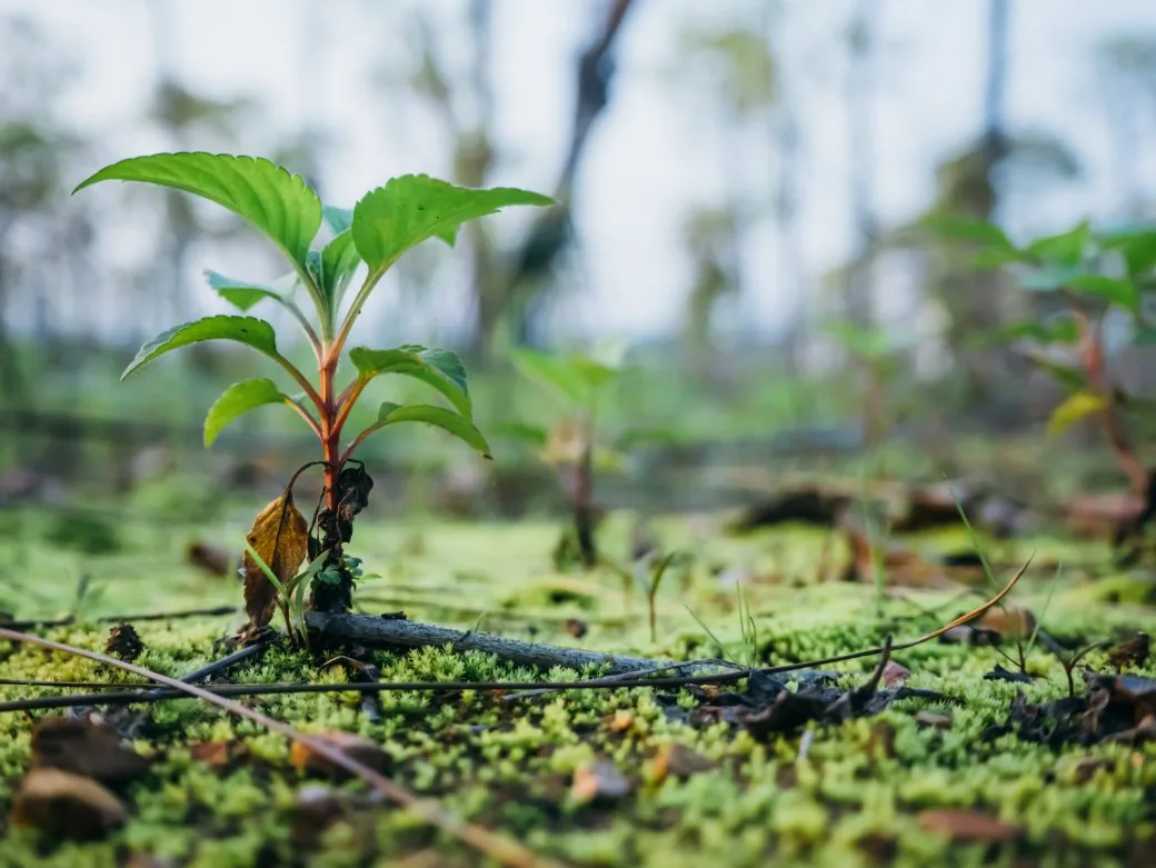 A small green seedling growing from mossy forest ground among fallen leaves and twigs.
