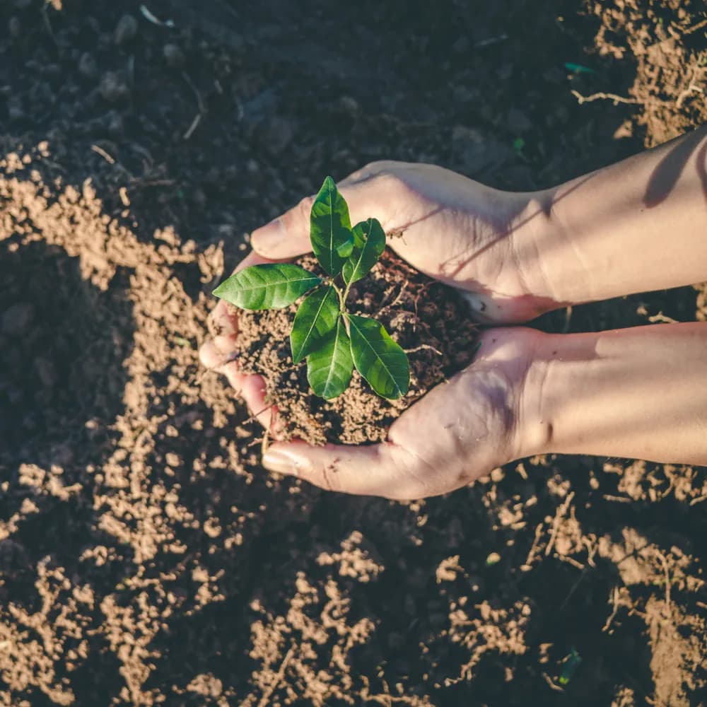 Two cupped hands hold a small seedling with soil around its roots.